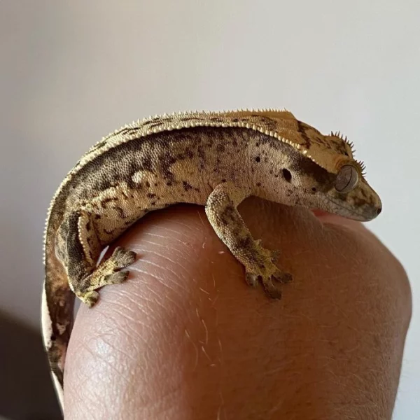 Pagekon řasnatý