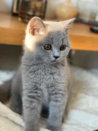 Britská krátkosrstá koťatka modrá a lilac