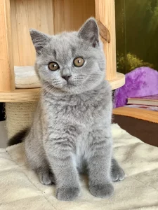 Britská krátkosrstá koťatka modrá a lilac