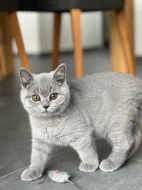 Britská krátkosrstá koťatka modrá a lilac