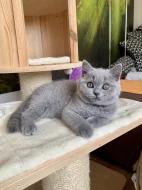 Britská krátkosrstá koťatka modrá