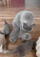 Britská krátkosrstá koťatka modrá a lilac