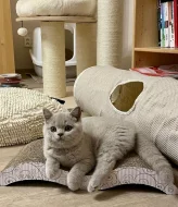 Britská krátkosrstá koťatka modrá a lilac