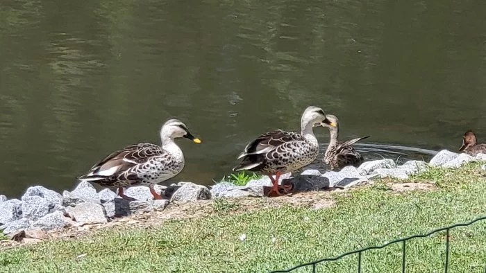 Kachny mandarinske, skvrbozobe, temne,husičky hřivnaté