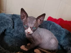 Kanadský sphynx