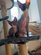 Kanadský sphynx