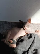 Kanadský sphynx