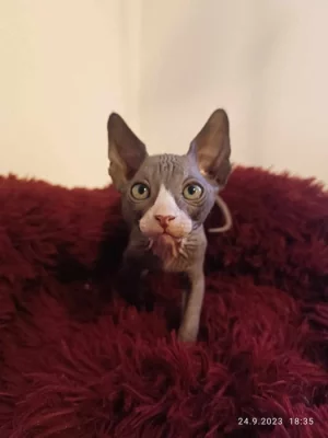 Kanadský sphynx
