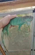 Modrý leguán (Iguana iguana)