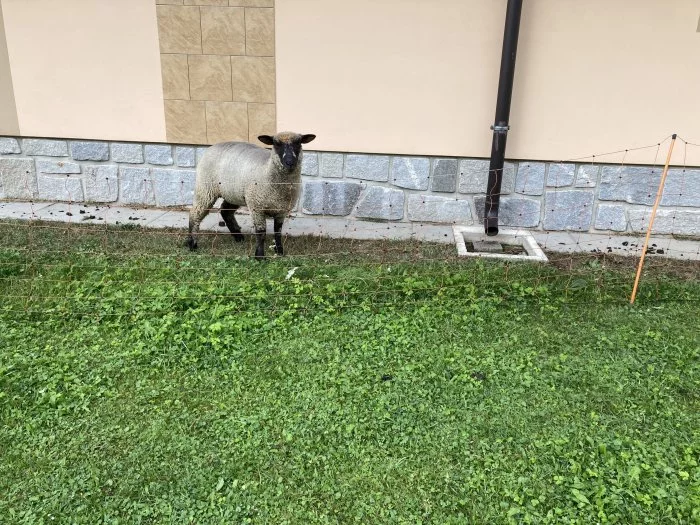 Prodám ovce 4ks