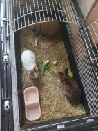 Daruji zadarmo tri male zakrsle kralicky s papirama