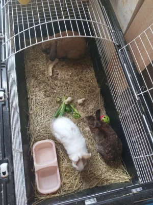 Daruji zadarmo tri male zakrsle kralicky s papirama