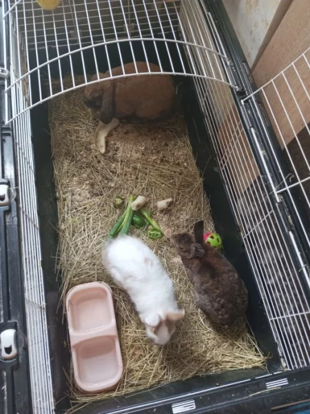 Daruji zadarmo tri male zakrsle kralicky s papirama