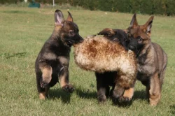 Štěně Německý ovčák s PP