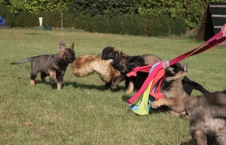 Štěně Německý ovčák s PP