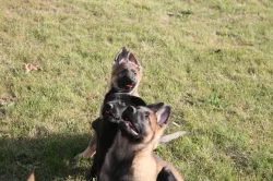 Štěně Německý ovčák s PP