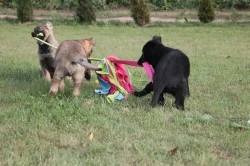 Štěně Německý ovčák s PP