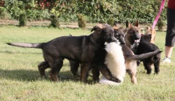 Štěně Německý ovčák s PP