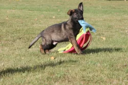 Štěně Německý ovčák s PP