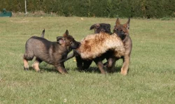 Štěně Německý ovčák s PP