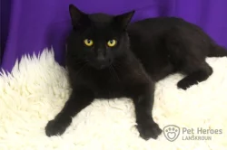 Ragnar - kocour k adopci
