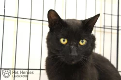 Ragnar - kocour k adopci