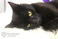 Ragnar - kocour k adopci