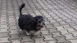 ODIS - Chcete něco extra? Pořiď te si ODISE!