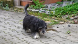 ODIS - Chcete něco extra? Pořiď te si ODISE!