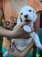 Štěňátka Anglického Setra s pp