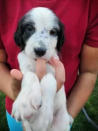 Štěňátka Anglického Setra s pp