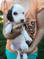 Štěňátka Anglického Setra s pp