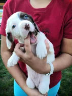 Štěňátka Anglického Setra s pp