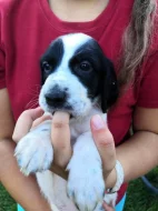 Štěňátka Anglického Setra s pp