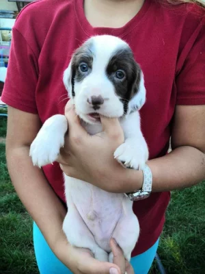 Štěňátka Anglického Setra s pp