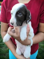 Štěňátka Anglického Setra s pp