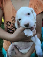 Štěňátka Anglického Setra s pp