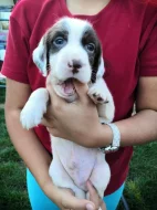 Štěňátka Anglického Setra s pp