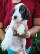 Štěňátka Anglického Setra s pp