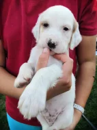 Štěňátka Anglického Setra s pp