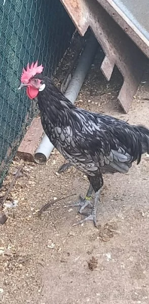 ANDALUSKY VELKÉ A ZDROBNĚLÉ