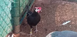 ŠPANĚLKY VELKÉ A ZDROBNĚLÉ