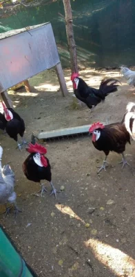 ŠPANĚLKY VELKÉ A ZDROBNĚLÉ