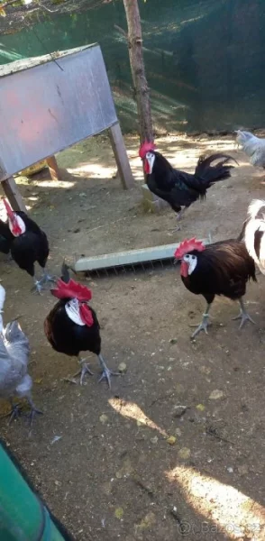 ŠPANĚLKY VELKÉ A ZDROBNĚLÉ