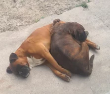 Šteniatka nemeckého boxera