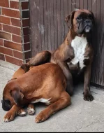 Šteniatka nemeckého boxera