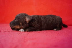 Lagotto Romagnolo - štěňata s PP