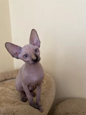 SPHYNX kočičky bez PP