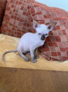SPHYNX kočičky bez PP