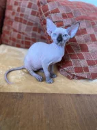 SPHYNX kočičky bez PP